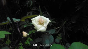 Shot-on-CAT-S22-Flip-flower