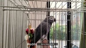 Shot-on-Redmi-Pad-SE-parrot