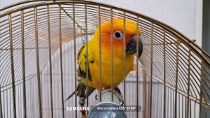 Shot-on-Galaxy-A25-50-MP-PARROT