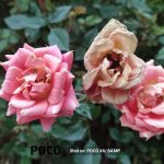 Shot-on--POCO-X6-64-MP-FLOWER