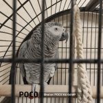 Shot-on--POCO-X6-64-MP-PARROT