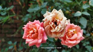 Shot-on-Redmi-Note-13-108-MP-Flower