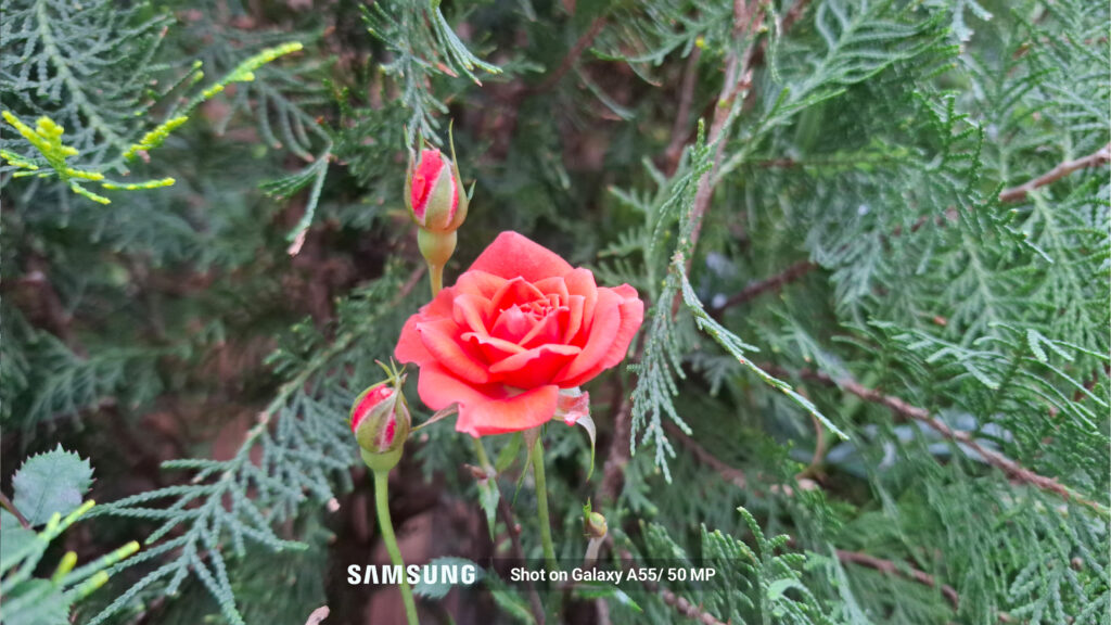 بررسی سامسونگ گلکسی A55؛ قدرتمند اما بهقیمتی گزاف Shot-on-Galaxy-A55-50-MP-FLOWER