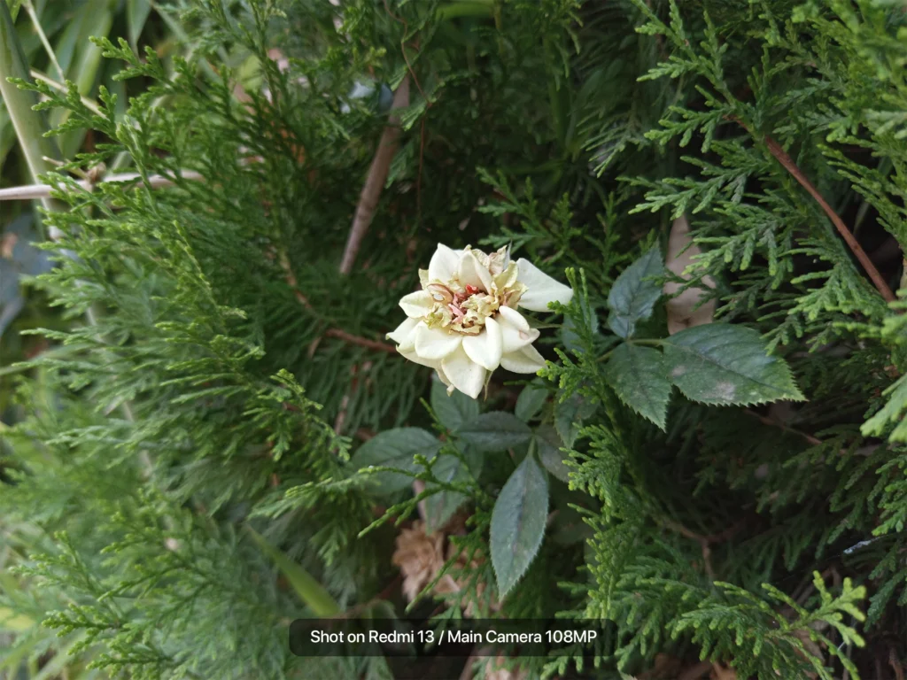 بررسی شیائومی ردمی 13؛ اقتصادی، اما نه بینقص کیفیت دوربین اصلی 108 مگاپیکسلی گوشی Redmi 13