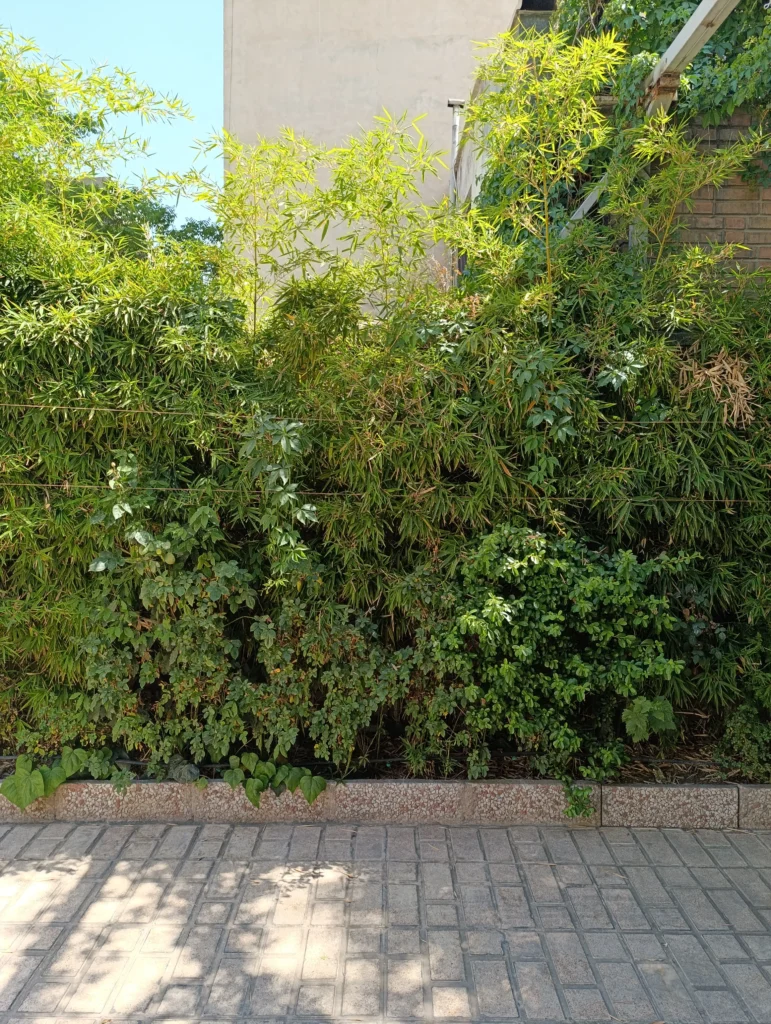 بررسی ردمی نوت 14S؛ درجا زدن بهسبک شیائومی نمونه عکس دوربین اصلی ردمی نوت 14Sدر نور روز زوم 1X